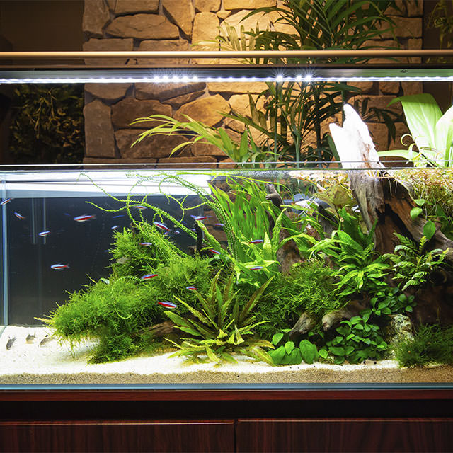 [Reception] An aquarium made by our owner